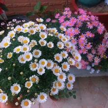 Flower Daisy Explosive Potted Plants, Often Flowering, Easy To Grow, Flower Seeds, Chamomile Seeds - 550 - View 11