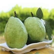 100pcs Heirloom Bala Guava Seeds - High Germination Rate With Natural Maturity For Home Gardens And Orchards - 100pcs - View 4