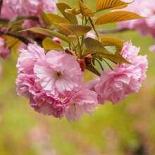 Easy Cultivating High Germination Rate Rare Double Pink Cherry Blossom Tree Plant Seeds For Planting - 30pcs - View 3