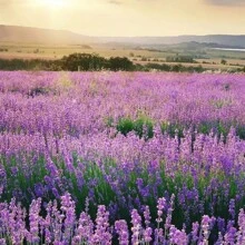 131 semillas de lavanda inglesa para plantar, semillas de hierbas no-OGM, semillas de flores silvestres de origen estadounidense para plantar en interiores/exteriores, semillas de flores con alta germinación - 31 piezas - Ver 2