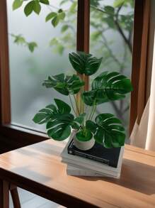 نبات بوكوبا مزروع مصنع تسعة رؤوس لديكور المنزل، عيد الحب، هدايا عيد الميلاد والتخرج والعودة إلى المدرسة، لوازم المدرسة