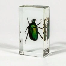 50+ Pcs Large (7.3cm) Transparent Resin Insect Stag Beetle, Spider, Scorpion, Rhinoceros Beetle, Hornet, Wasp Model, Spider Octagon Monster Creative Bookend Decor, Primitive Forest Giant Arthropod Centipede Model, Magical Nature Real Rare Various Insects, High Transparency Permanent Preserved Transparent Resin Natural Insect Creative Small Decor, Gift - Multicolor - View 23