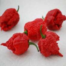 Semillas de Pimiento Picante BIN2R9D8 100 Semillas a Granel Carolina Reaper Chili Pepper Variedad Mas Picante del Mundo para Salsas o Deshidratados en Cocina Extremo o Experimentos - Variante 1 - Ver 5