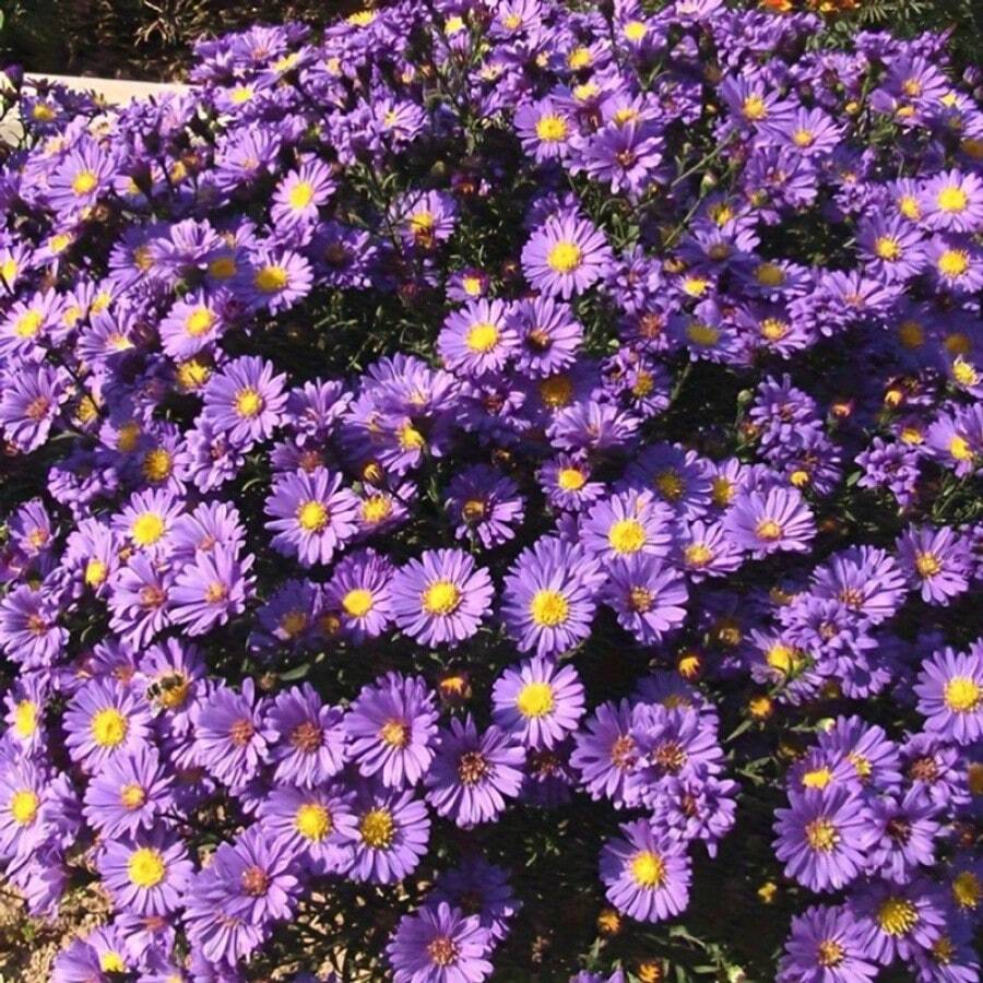 806 New York Purple Daisy Seeds - Easy Gardening Ornamental Flowers - 6pcs - View 1