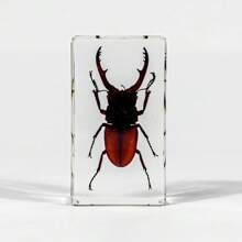 50+ Pcs Large (7.3cm) Transparent Resin Insect Stag Beetle, Spider, Scorpion, Rhinoceros Beetle, Hornet, Wasp Model, Spider Octagon Monster Creative Bookend Decor, Primitive Forest Giant Arthropod Centipede Model, Magical Nature Real Rare Various Insects, High Transparency Permanent Preserved Transparent Resin Natural Insect Creative Small Decor, Gift - Multicolor - View 21