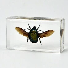 50+ Pcs Large (7.3cm) Transparent Resin Insect Stag Beetle, Spider, Scorpion, Rhinoceros Beetle, Hornet, Wasp Model, Spider Octagon Monster Creative Bookend Decor, Primitive Forest Giant Arthropod Centipede Model, Magical Nature Real Rare Various Insects, High Transparency Permanent Preserved Transparent Resin Natural Insect Creative Small Decor, Gift - Multicolor - View 39