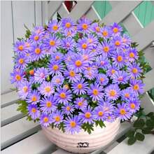 806 New York Purple Daisy Seeds - Easy Gardening Ornamental Flowers - 6pcs - View 2