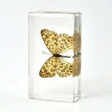 50+ Pcs Large (7.3cm) Transparent Resin Insect Stag Beetle, Spider, Scorpion, Rhinoceros Beetle, Hornet, Wasp Model, Spider Octagon Monster Creative Bookend Decor, Primitive Forest Giant Arthropod Centipede Model, Magical Nature Real Rare Various Insects, High Transparency Permanent Preserved Transparent Resin Natural Insect Creative Small Decor, Gift - Multicolor - View 35