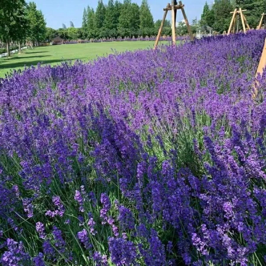 131 semillas de lavanda inglesa para plantar, semillas de hierbas no-OGM, semillas de flores silvestres de origen estadounidense para plantar en interiores/exteriores, semillas de flores con alta germinación - 31 piezas - Ver 1