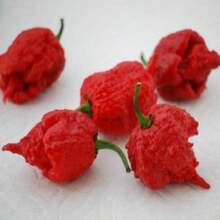 Semillas de Pimiento Picante BIN2R9D8 100 Semillas a Granel Carolina Reaper Chili Pepper Variedad Mas Picante del Mundo para Salsas o Deshidratados en Cocina Extremo o Experimentos - Variante 1 - Ver 3