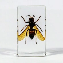 50+ Pcs Large (7.3cm) Transparent Resin Insect Stag Beetle, Spider, Scorpion, Rhinoceros Beetle, Hornet, Wasp Model, Spider Octagon Monster Creative Bookend Decor, Primitive Forest Giant Arthropod Centipede Model, Magical Nature Real Rare Various Insects, High Transparency Permanent Preserved Transparent Resin Natural Insect Creative Small Decor, Gift - Multicolor - View 34