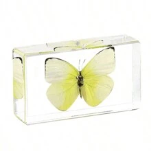 50+ Pcs Large (7.3cm) Transparent Resin Insect Stag Beetle, Spider, Scorpion, Rhinoceros Beetle, Hornet, Wasp Model, Spider Octagon Monster Creative Bookend Decor, Primitive Forest Giant Arthropod Centipede Model, Magical Nature Real Rare Various Insects, High Transparency Permanent Preserved Transparent Resin Natural Insect Creative Small Decor, Gift - Multicolor - View 38