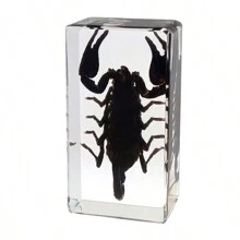 50+ Pcs Large (7.3cm) Transparent Resin Insect Stag Beetle, Spider, Scorpion, Rhinoceros Beetle, Hornet, Wasp Model, Spider Octagon Monster Creative Bookend Decor, Primitive Forest Giant Arthropod Centipede Model, Magical Nature Real Rare Various Insects, High Transparency Permanent Preserved Transparent Resin Natural Insect Creative Small Decor, Gift - Multicolor - View 40