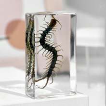 50+ Pcs Large (7.3cm) Transparent Resin Insect Stag Beetle, Spider, Scorpion, Rhinoceros Beetle, Hornet, Wasp Model, Spider Octagon Monster Creative Bookend Decor, Primitive Forest Giant Arthropod Centipede Model, Magical Nature Real Rare Various Insects, High Transparency Permanent Preserved Transparent Resin Natural Insect Creative Small Decor, Gift - Multicolor - View 37