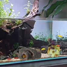 鱼缸装饰摆件，树脂空心树干，珊瑚礁仿真装饰与植物，鱼缸背景 3D 鱼缸，水族箱装饰鱼缸