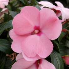 Impatiens Flower Seeds For Planting