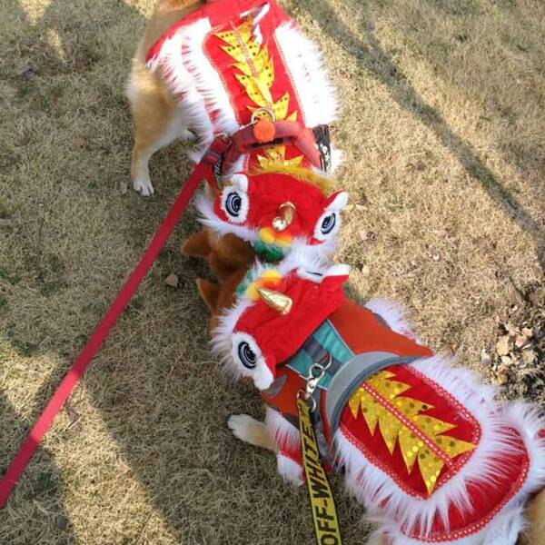 Festive Pet Dog Cat Lion Dance Costume, Funny Halloween Outfit, Lucky Red Cheongsam Dress
