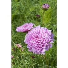 50 Cosmos Double Dutch Rose Seeds - Variant1 - View 3