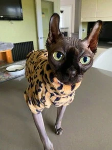 Fashion Winter Soft Warm Leopard Print Cat Clothing Comfort Thickened Cat Clothes For Sphynx Cat Clothes Hairless Cat Kitten Outfits Clothes - Brown - View 5