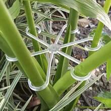 4个塑料茎夹，耐用葡萄藤支撑夹，多功能装饰花园茎栅栏 - 彩色 - 查看 5