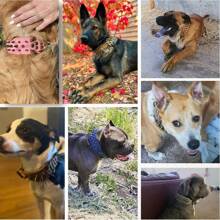CL072-1 The Mighty Large Spiked Studded Dog Collar - Protect Your Dog's Neck From Bites, Durable & Stylish, For Large Dogs - Multicolor - View 5
