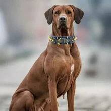 CL072-1 The Mighty Large Spiked Studded Dog Collar - Protect Your Dog's Neck From Bites, Durable & Stylish, For Large Dogs - Multicolor - View 9