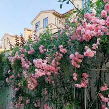 200 One Pink Climbing Rose Vine Seeds-Great Growing And Beautiful Roses - 200 - View 5