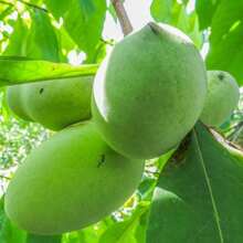 10 Paw Tree Seeds For Cultivation - Perfect For Home Gardening And Landscaping - 100pcs - View 1