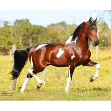 Cowntry Mangalarga Horse Riding Saddle - 黑色 - 查看 2