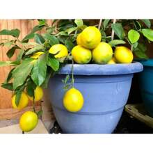 Rare Meyer Lemon Seeds For Planting Bonsai - Non-GMO Heirloom Lemon Tree Seeds Planting For Home Garden - 30pcs - View 7