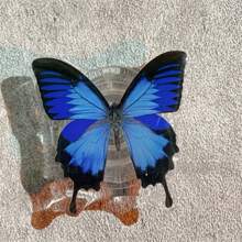 Colorful Butterfly Design 360° Rotating Phone Holder With Handle, Suitable For Android Smartphones, Gift For Friends, Christmas Gift Compatible With IPhone, Android Phone, Gift For Birthday, Family, Friends Push-Pull Phone Grip, Phone Accessories - Multicolor - View 5