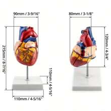 Anatomical Heart Model With 34 Detailed Structures, True-To-Life Size Heart Model - Multicolor - View 4