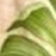 Green Adam's Leaves G1