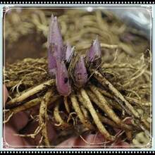 100 Purple Perilla Seeds - Zs100 Pieces - View 1
