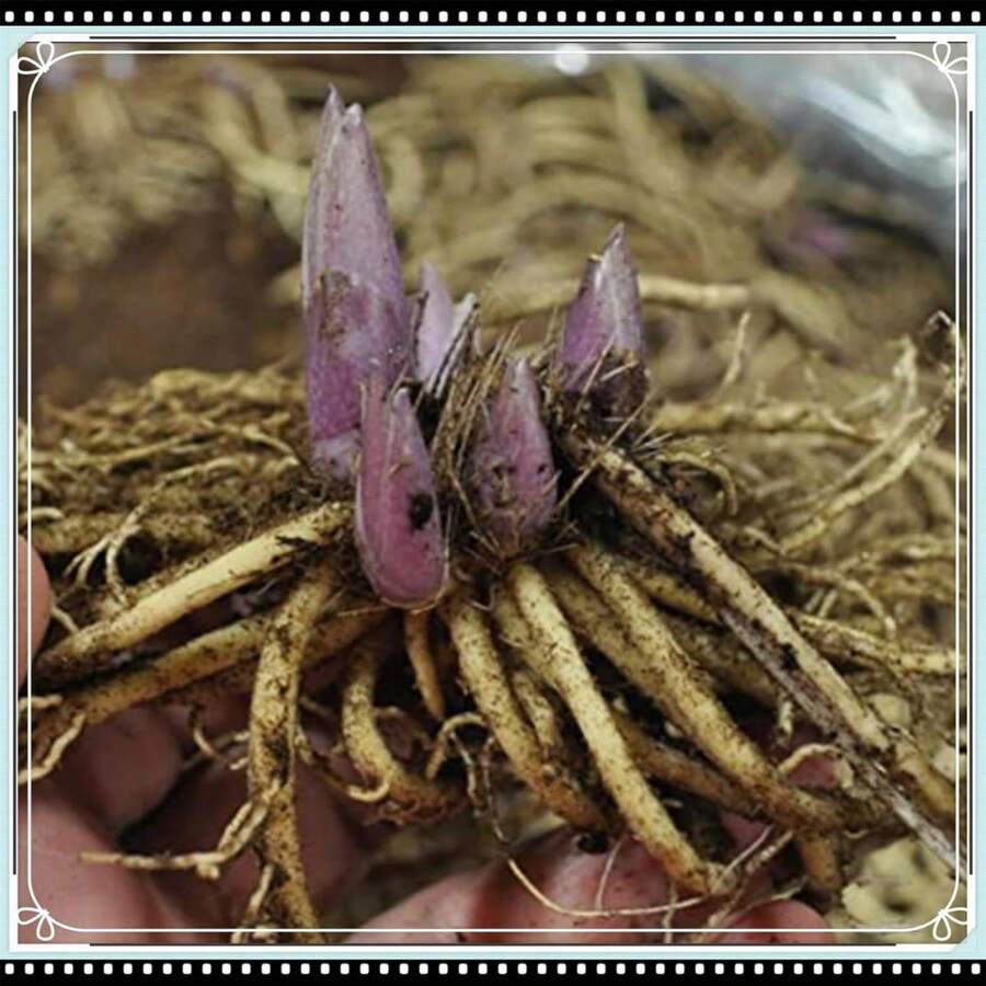 100 Purple Perilla Seeds - Zs100 Pieces - View 1
