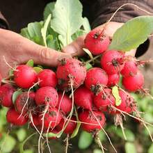 Cherry Radish Seeds Fruit Radish Seeds, Four Seasons Vegetable Seeds, Sun Platform Pot Planting, Water Radish Seeds