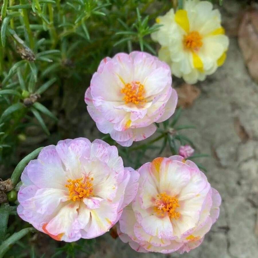 500 Mixed Moss Rose Seeds - HOA Mi Gi - Alias: Big Flower Rose Moss ...