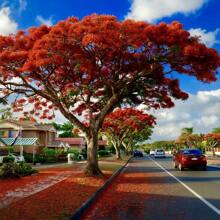 Royal Poinciana Tree Seeds (Delonix Regia) Rare Tropical Tree Seeds For Planting - 20PCS - View 3