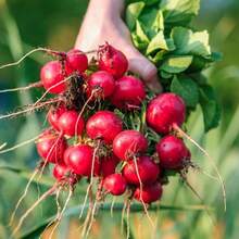 Cherry Radish Seeds Fruit Radish Seeds, Four Seasons Vegetable Seeds, Sun Platform Pot Planting, Water Radish Seeds