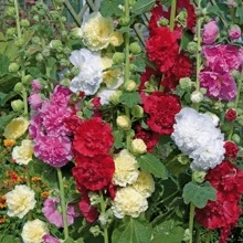 2000+ Double Mixed Prickly Rose Seeds, Rare Alcea Rosea Annua Spring Ornament Crimson, Non-GMO Heirloom, Great Gift.