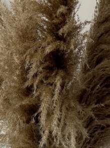 Pampas Grass Decor Tall 36 Inches,8pcs Stems Tall Pampas Grass For Floor Vase,Large Natural Dried Pompass Grass Branches Tall Fluffy,Or Home Tall Pampas Grass Decor - Natural Large Pompas Floral, Dried Flowers Bouquet For Wedding, Tall Pampas Grass For Floor Plants Decor, Boho Home Decor, Party Decor