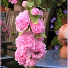 2000+ Double Mixed Prickly Rose Seeds, Rare Alcea Rosea Annua Spring Ornament Crimson, Non-GMO Heirloom, Great Gift.