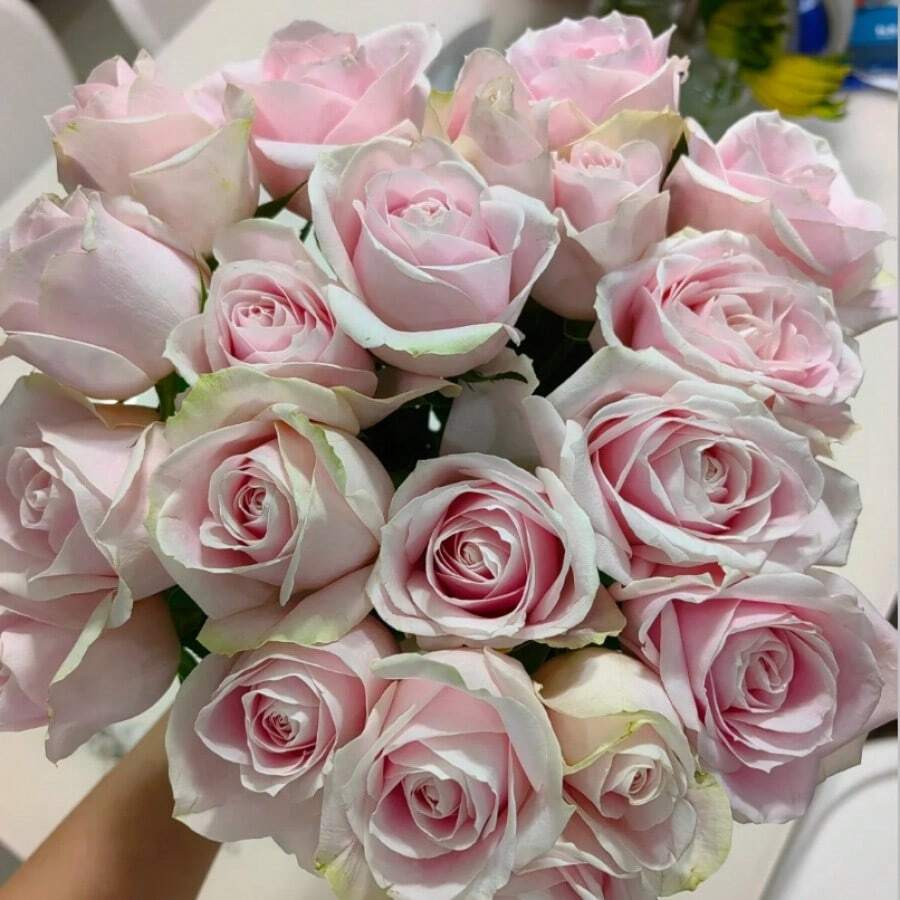 100 White Blood Roses Pink Rosevine Seeds - Great For Growing And ...