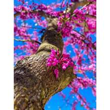 Heirloom Chinese Redbud Tree Seeds - 20PCS - View 4