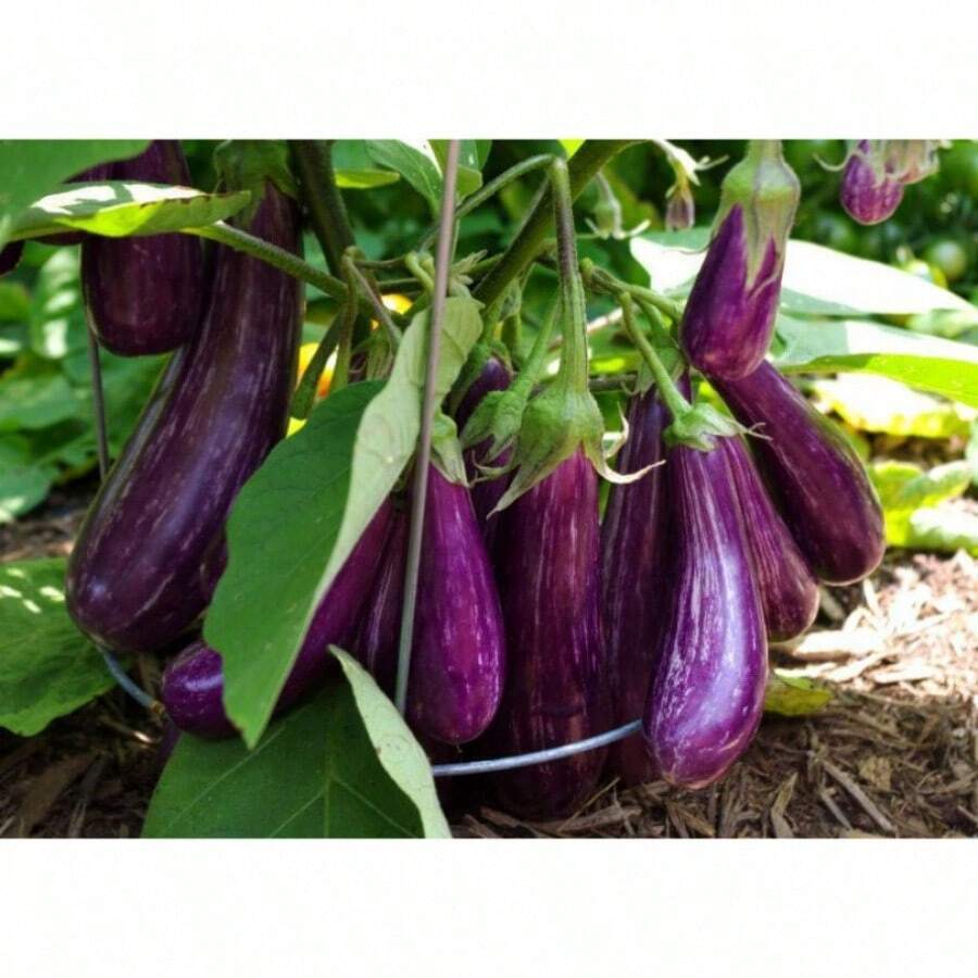 Long Purple Italian Eggplant Seeds, Fingerling, NON-GMO, FREE SHIPPING Outdoor Flowers Plants Gardening Nature - 150粒種子 - 查看 1
