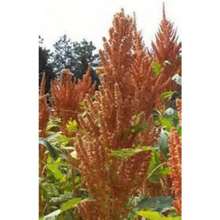 Chinese Orange Giant Amaranth Seeds - Variant1 - View 3