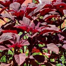 Red Amaranth Vegetable Seeds For Vibrant Nutritious Home Gardening - 800pcs - View 2