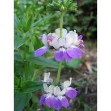 Recommend 500 CHINESE HOUSES Pagodas Collinsia Heterophylla Flower Seeds Flat Shipping - 變體1 - 查看 5