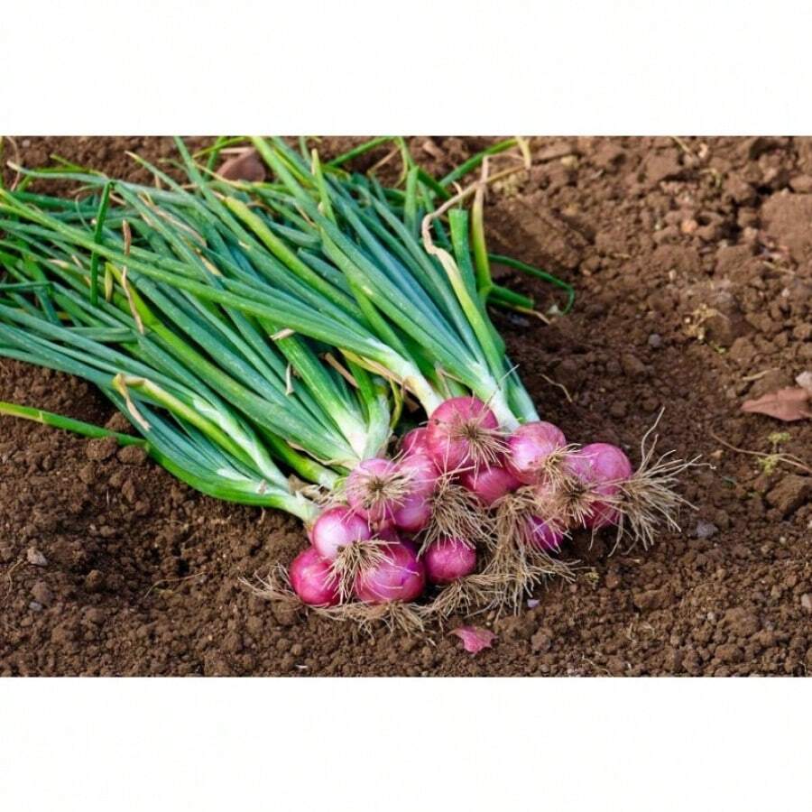 Do You Recommend 100 SCARLET BANDIT Bundle Shallot Red Allium Cepa Vegetable Seeds
