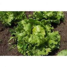 In Stock 3000 ICEBERG HEAD LETTUCE Lactuca Sativa Vegetable Seeds - Variant1 - View 4